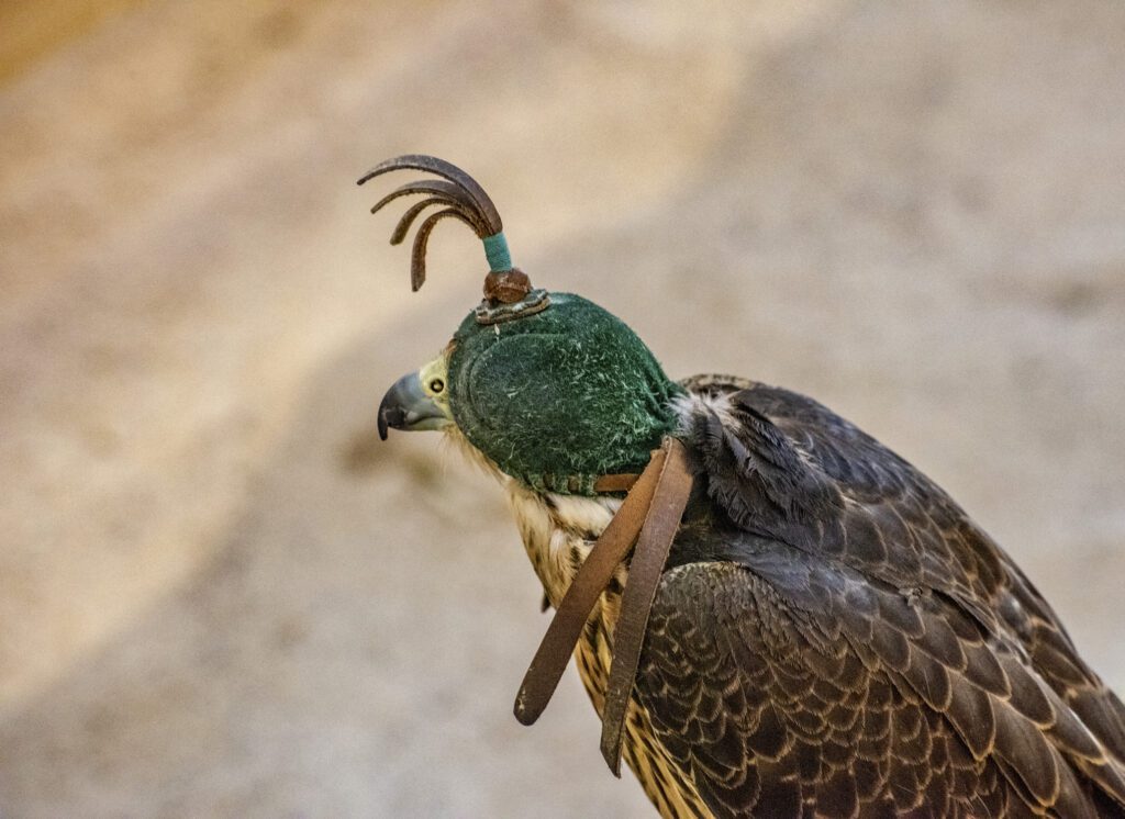 Important Falconry Terms | Falconry Academy